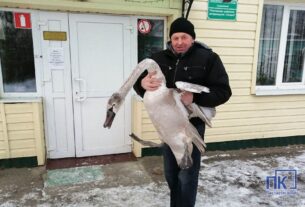 Невероятные приключения молодого лебедя в Поставах