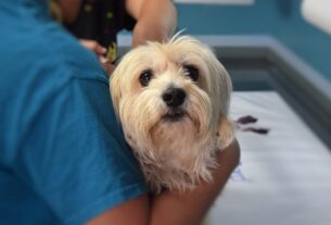 Где и когда в Поставах можно бесплатно вакцинировать домашних питомцев от бешенства?