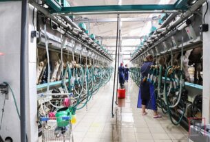 Новые технологии, сбалансированное кормление — залог успеха в животноводстве ОАО «Хотилы-агро»