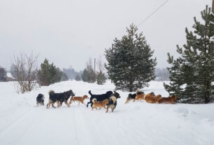 "Собачья свадьба" может быть опасной. Кто виноват и что делать?