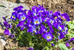 ТЦСОН организует смотр-конкурс «Лучшее подворье-2022» для пожилых граждан