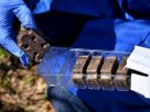 С 29 апреля началось разбрасывание вакциносодержащих приманок С 29 апреля началось разбрасывание вакциносодержащих приманок