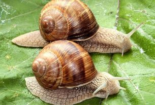 Специалисты Поставской райветстанции контролируют качество зеленой массы во время кормозаготовки