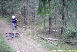 Фотоловушки помогают Поставскому лесхозу в лесной охране