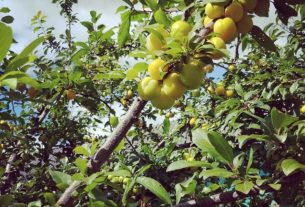 Главный агроном СП «Ляховщина-агро» Марина Голубёнок — одна из самых опытных в районе