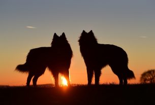 Три собаки насмерть загрызли мужчину: прокуратура Поставского района возбудила уголовное дело о причинении смерти по неосторожности