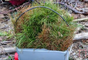 «Неделя леса». Работники Дуниловичского дома-интерната и проживающие посадили ели и берёзы на площади 0,4 гектара