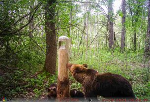 Золотой юбилей в золотом поле встречал 11 июля один из лучших механизаторов ОАО «Хотилы-агро» Николай Чешун