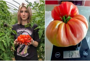 Новая порция великанов на грядке от жителей г. Поставы