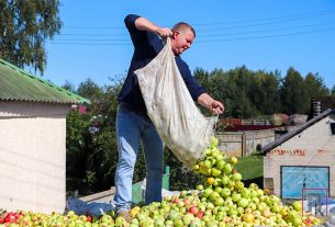 Поставский филиал Витебского облпо заготавливает яблоки и по объемам занимает 2-е место в области