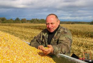 В этом году кукуруза занимала в ОАО «Новоселки-Лучай» 950 гектаров