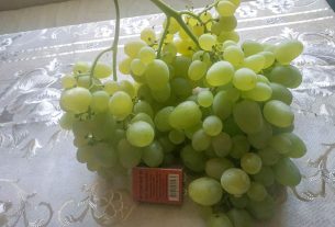 В семье Мончик выросла гроздь винограда весом 1100 г, а Елену Хмылко порадовал урожай поздней клубники