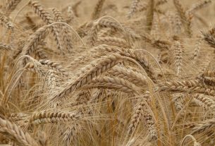 Татьяна Андреева рассказала, какие хозяйства уже справились с севом озимых зерновых