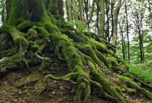 Какими были леса Поставщины и как охотились ее жители в ХIХ веке?