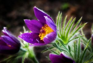 Прострел раскрытый, или сон-трава выбран в Беларуси растением 2024 года