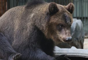 Сколько в Беларуси медведей и почему участились встречи людей с ними?