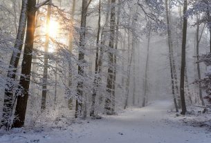 В Беларуси определен порядок использования лесов для отдыха и оздоровления