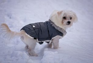 Для владельцев собак повысили налог. На сколько он вырос и что грозит неплательщику?