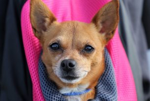 Как перемещать животных через таможенную границу? В ГТК разъяснили порядок