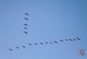 Председателем районного Совета депутатов единогласно избран Юрий Киселев