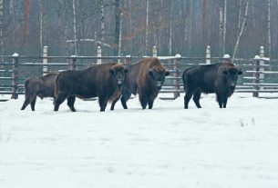 Вы знали, что у зубров — матриархат? Три интересных факта про символ Беларуси