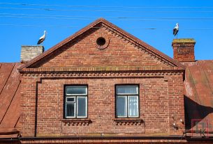 Фотофакт: Необычные гости прилетели сегодня к "ПК"! Посмотрите, какие красавцы!