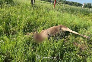4 июня на белорусско-литовской границе в Поставском районе пограничный наряд обнаружил павшего лося