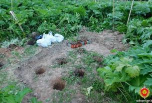 Предприимчивый растениевод из Браслава выращивал коноплю в зарослях борщевика