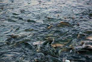 Госинспекция охраны животного и растительного мира проводит СКМ «Нерест»