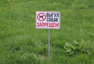 «Минные поля» 6-го городка: владельцы собак регулярно нарушают правила выгула своих питомцев