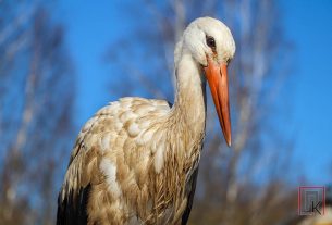 Сморгонские пограничники с подарками навестили юного Максима Ярошевича