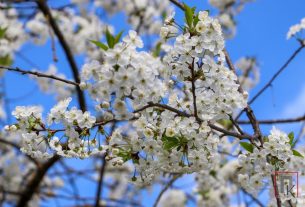 Фоторепортаж: Весна преображает Поставы, делая их светлее, живее и радостнее