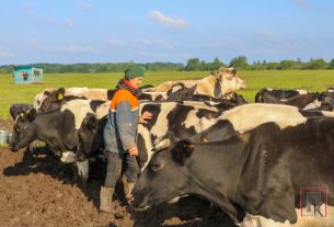 Сенаж, упакованный в стрейч-пленку, отличается особенно хорошим качеством и питательностью