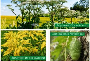 Поздравляем с Днём Независимости Республики Беларусь!