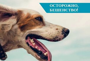 Бешенство — одно из самых опасных инфекционных заболеваний животных и человека