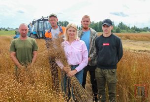 «Лизетта» — более метра. Такой долгунец вырастили работники Поставского льнозавода