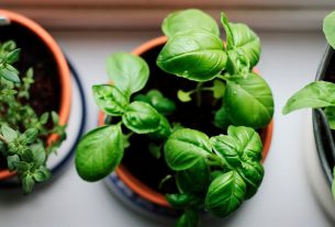 Можно ли привезти для себя из-за границы растения в горшках, рассказали в ГТК