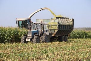 Урожайность 340 ц/га: в Поставском районе подвели итоги уборки кукурузы на силос