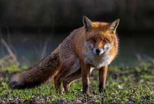 Что делать, если на подворье забежала лиса, рассказали в Минприроды