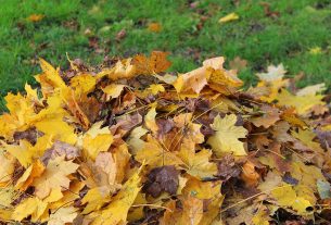 Куда девать опавшие листья с приусадебных участков, рассказали в ЖКХ