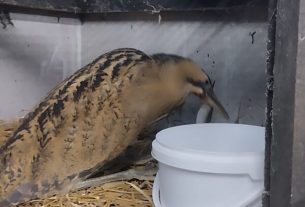 В Поставском районе рыбаки помогли спасти краснокнижную птицу