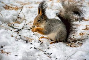 Награда за слаженную работу: Лынтупское лесничество в тройке лучших Витебской области