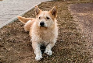 «Его хотели убить»: история поставского пса Афони, которого спасли любовь и прописка