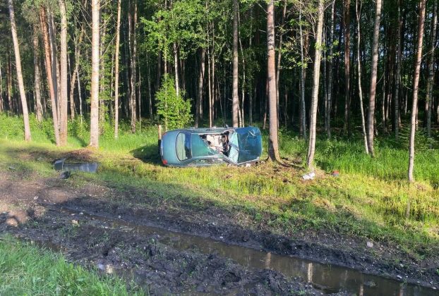 В Поставском районе произошло серьезное ДТП с диким животным