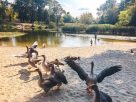 Зуд купальщика: как избежать заражения церкариозом в жару Зуд купальщика: как избежать заражения церкариозом в жару