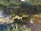 В искусственном водоеме у деревни Колеевцы утонула женщина