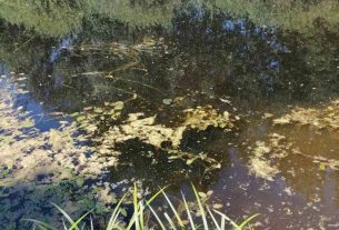 В искусственном водоеме у деревни Колеевцы утонула женщина