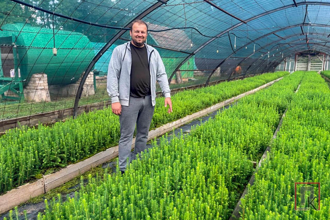 Фабрика зелёной красоты: что выращивают в питомнике Поставского лесхоза