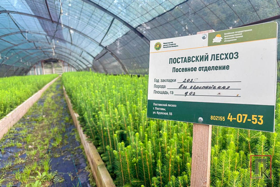 Фабрика зелёной красоты: что выращивают в питомнике Поставского лесхоза