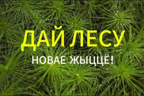 Акция «Дай лесу новае жыццё!» пройдёт в Беларуси с 17 по 24 октября